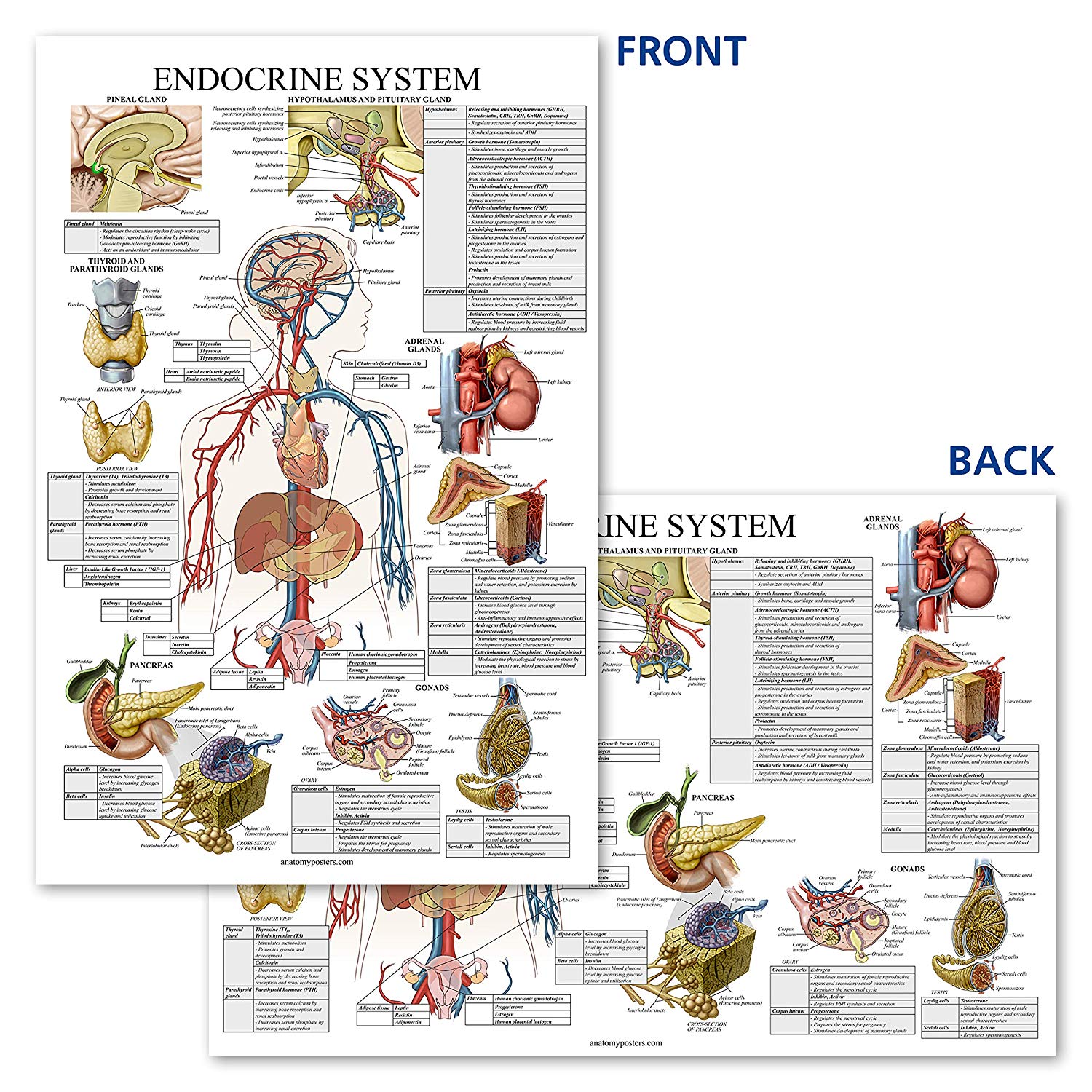 Endocrine System Anatomical Chart