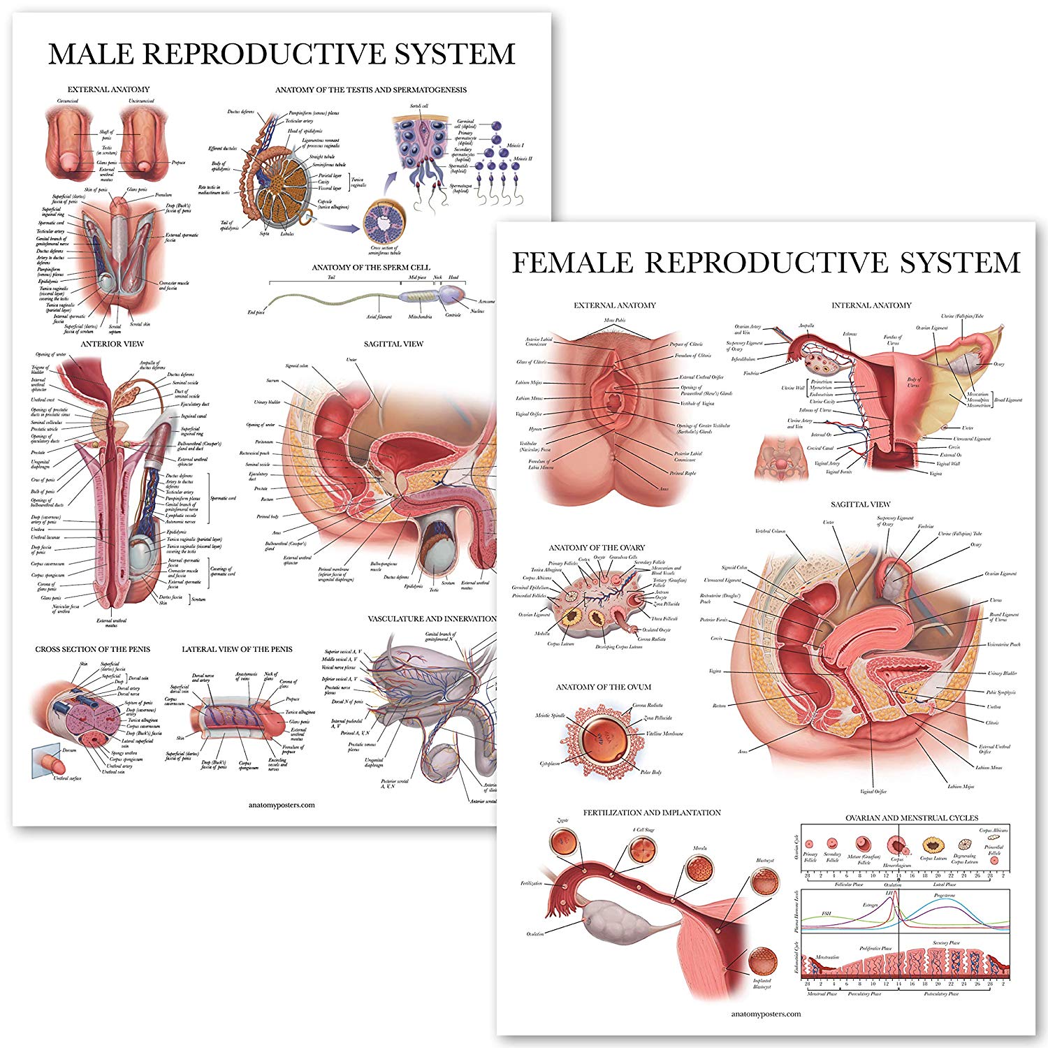 Male & Female Reproductive System