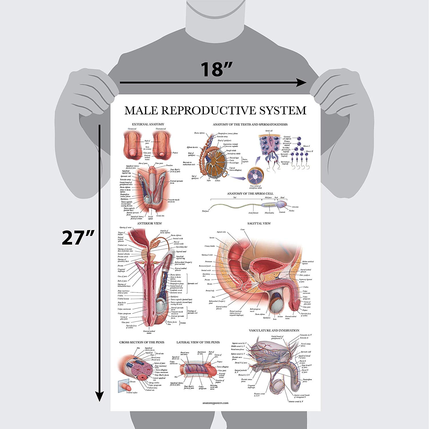 Male Reproductive System Anatomical Chart - Palace Learning