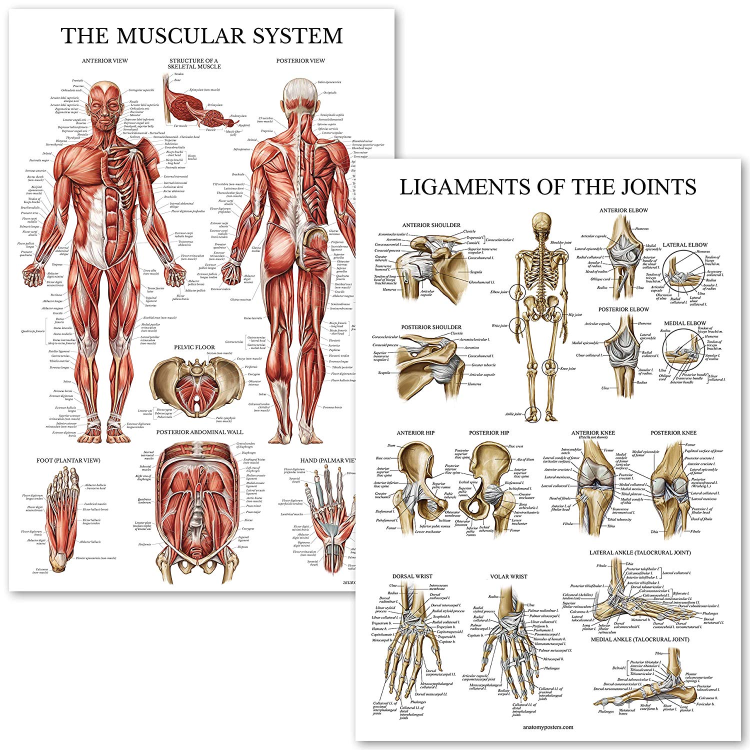 Muscular and Ligaments System