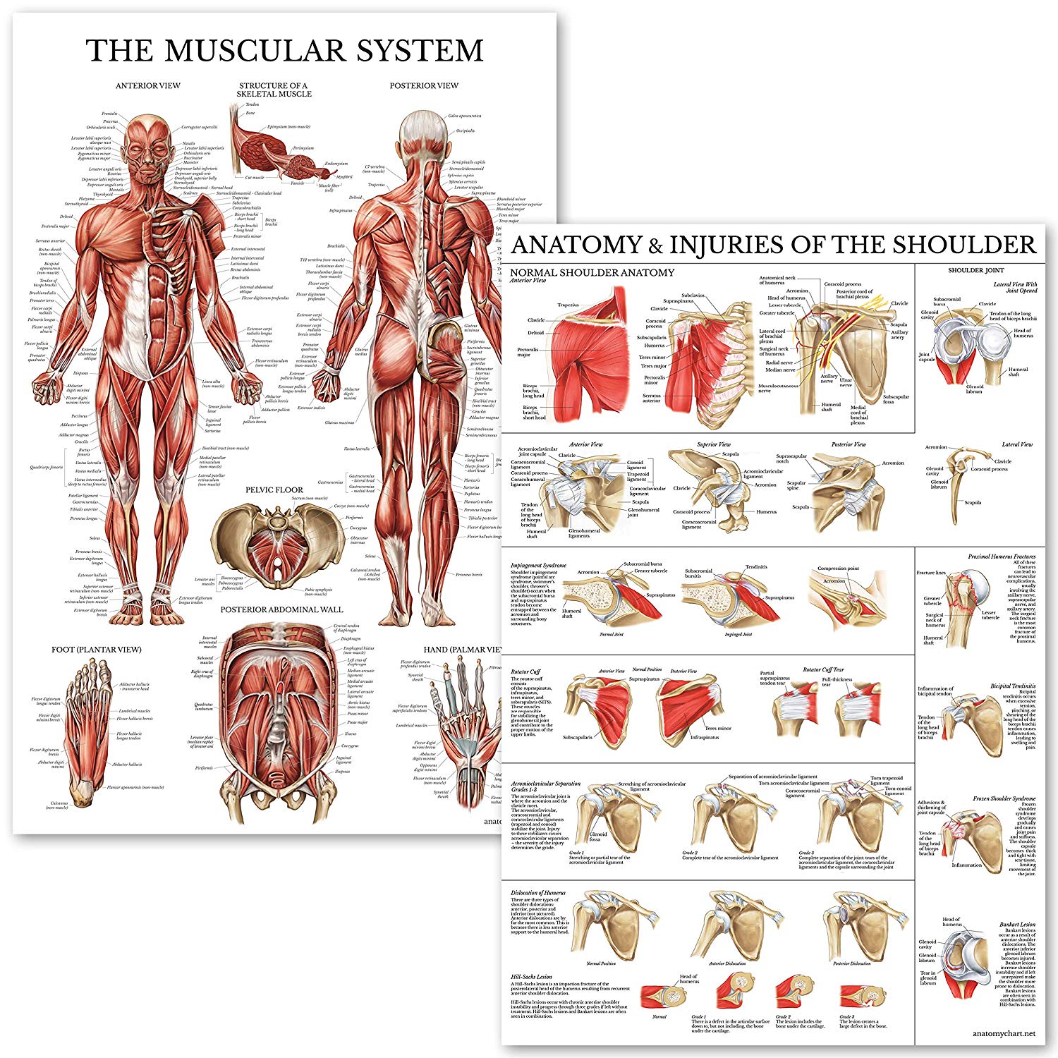 Muscular & Shoulder System