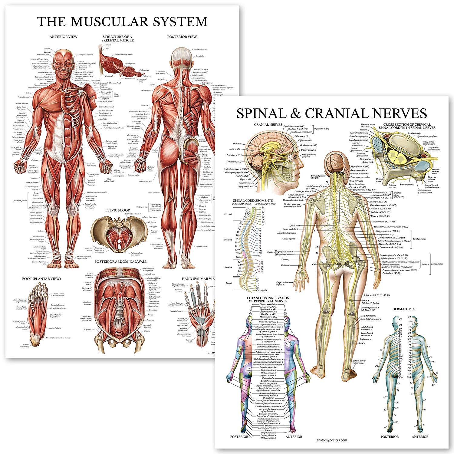 Muscular & Spinal System
