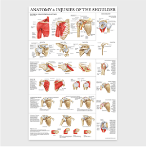 Anatomy and Injuries of the Shoulder