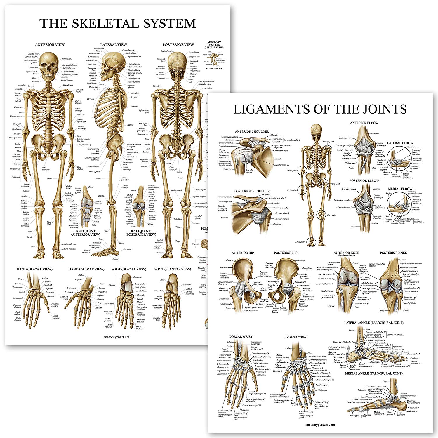 Skeletal System and Ligaments of The Joints Anatomical Poster Set