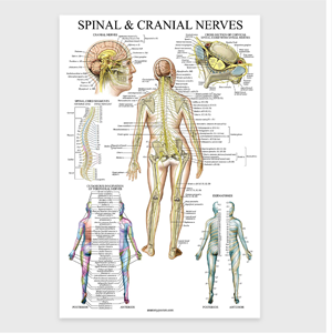 Spinal & Cranial Nerves