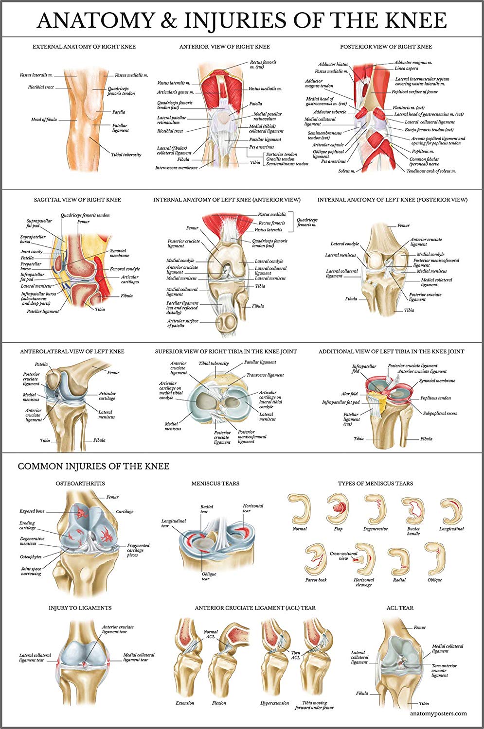 Knee Joint