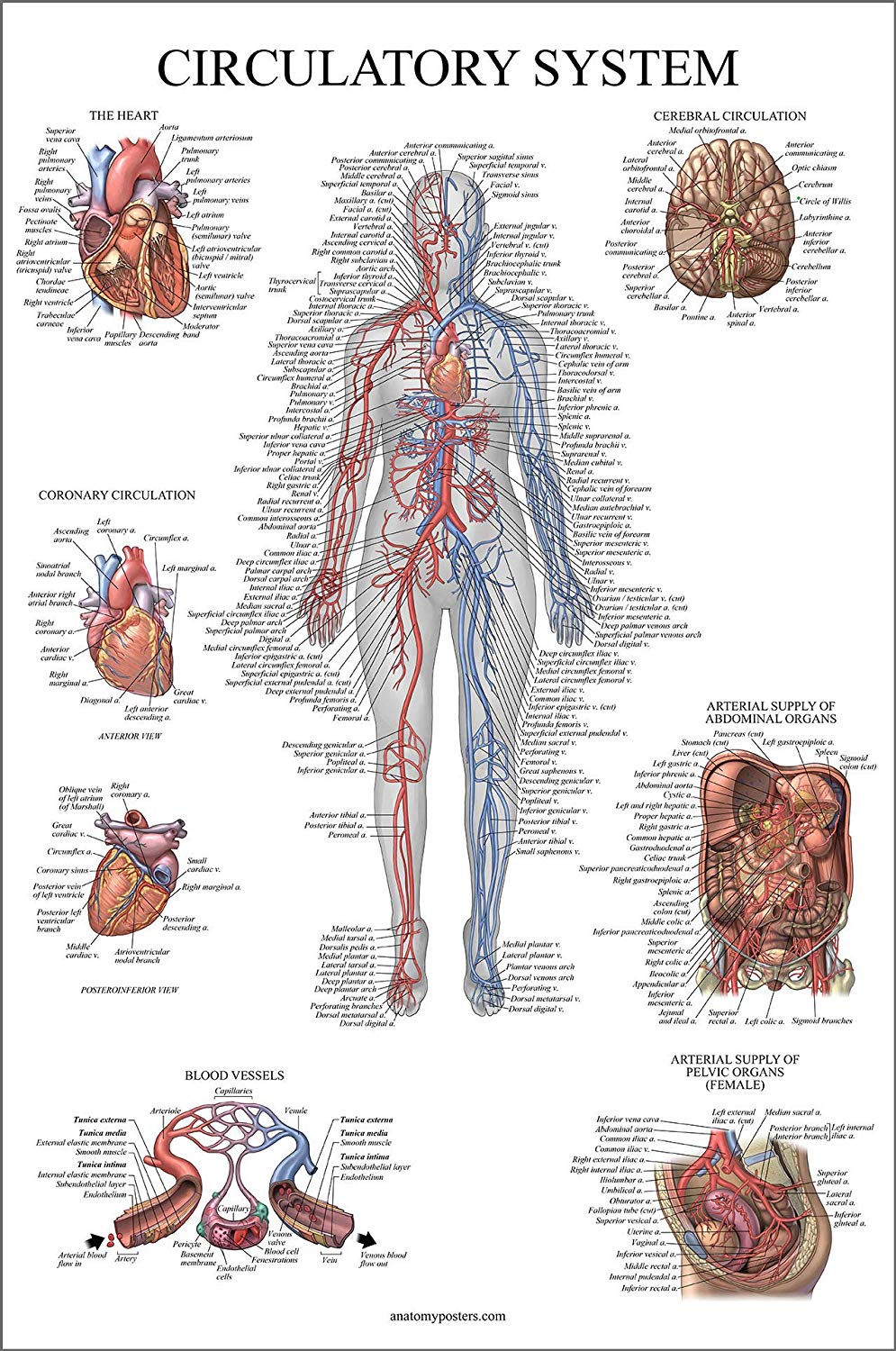 Circulatory System