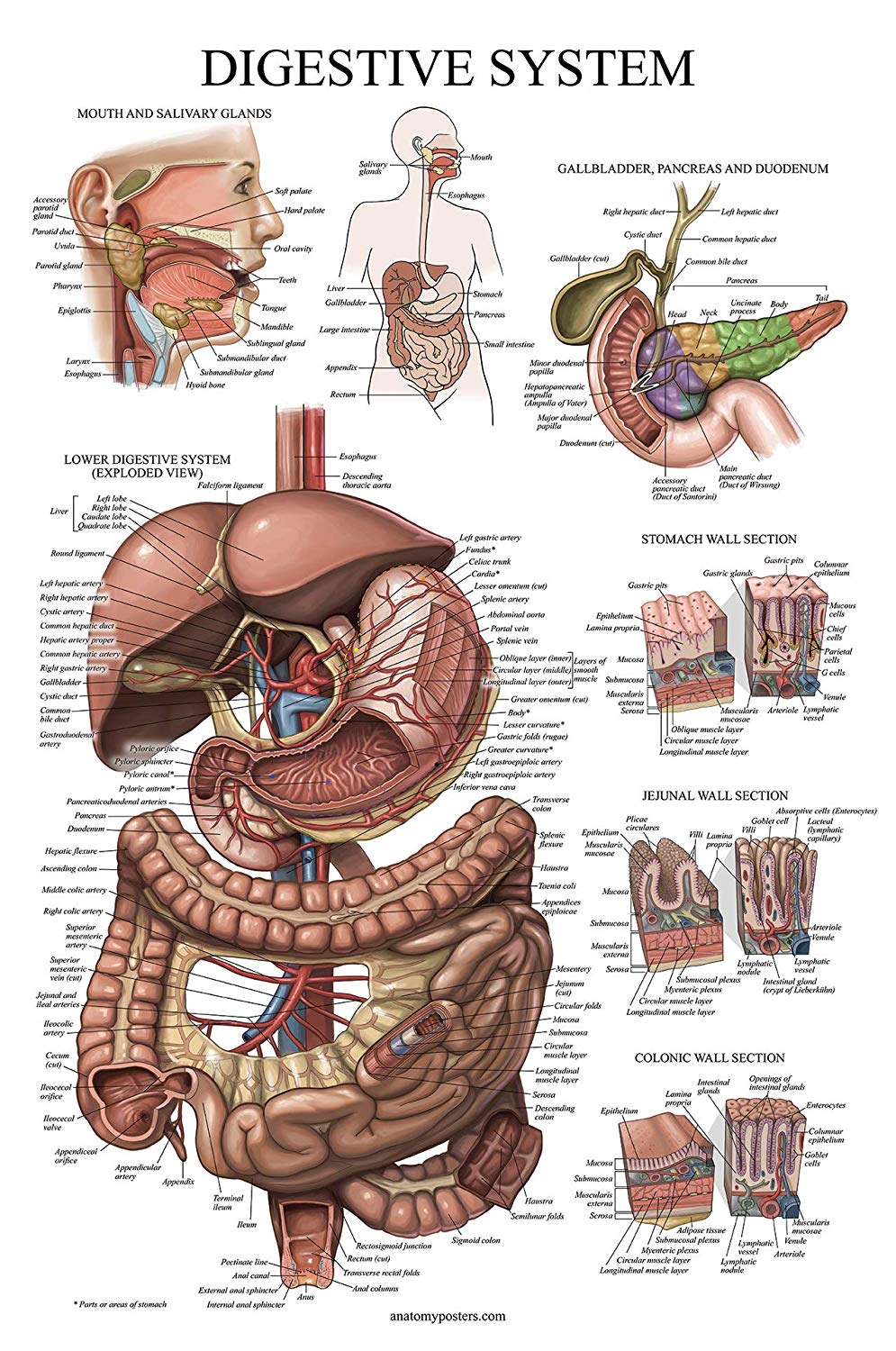Digestive System