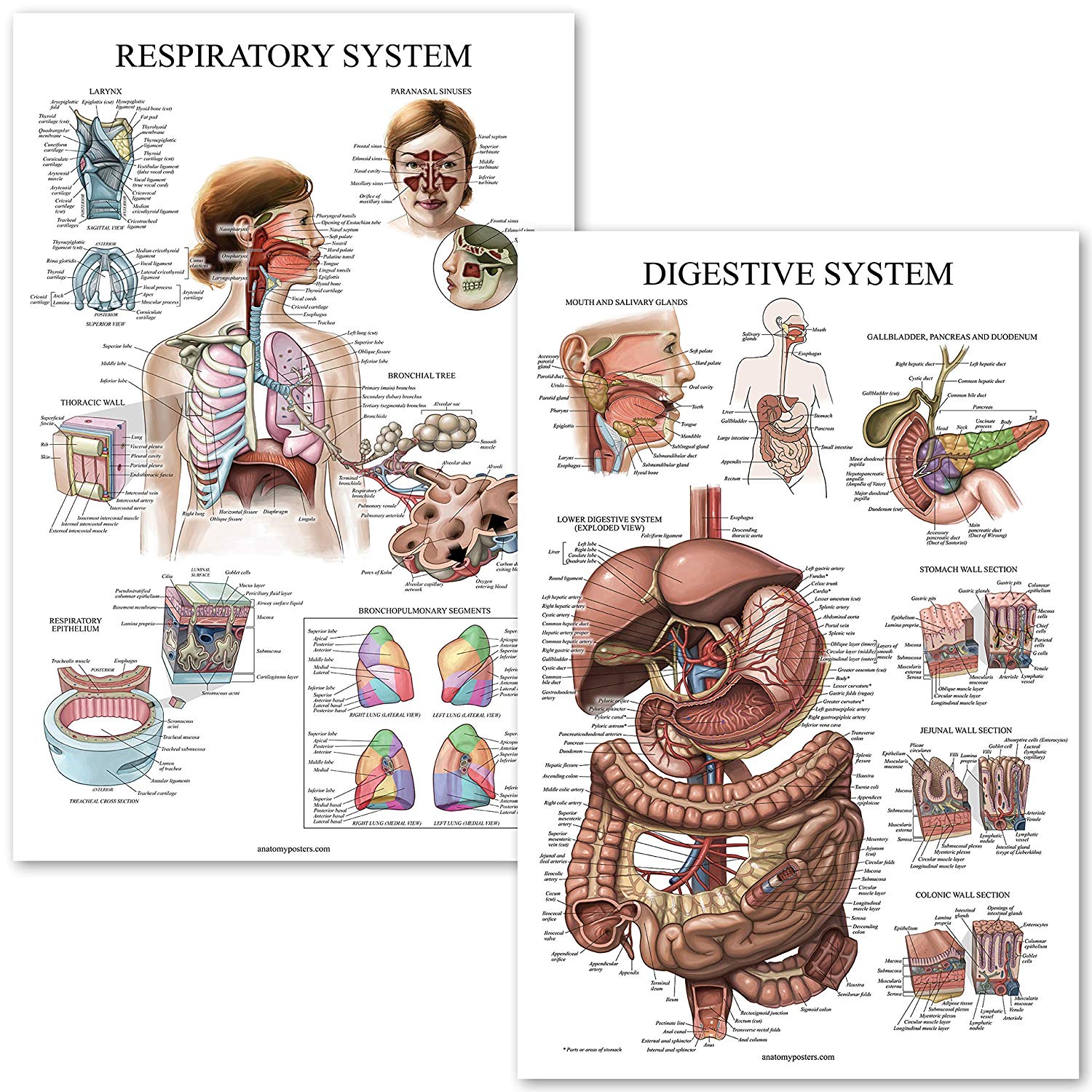 Digestive and respiratory system