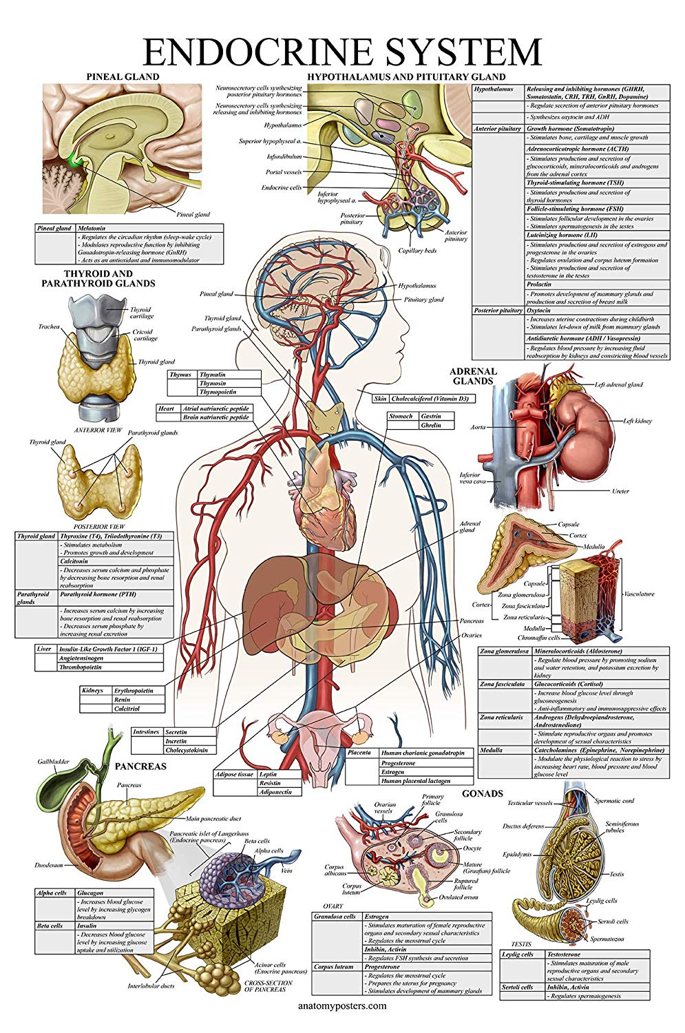 Endocrine System