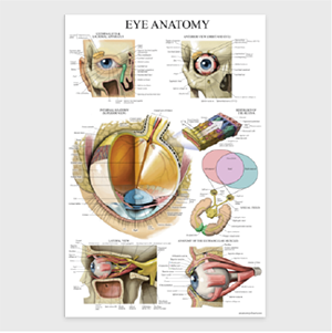 Eye Anatomy