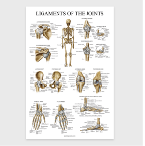 Ligaments of the Joints