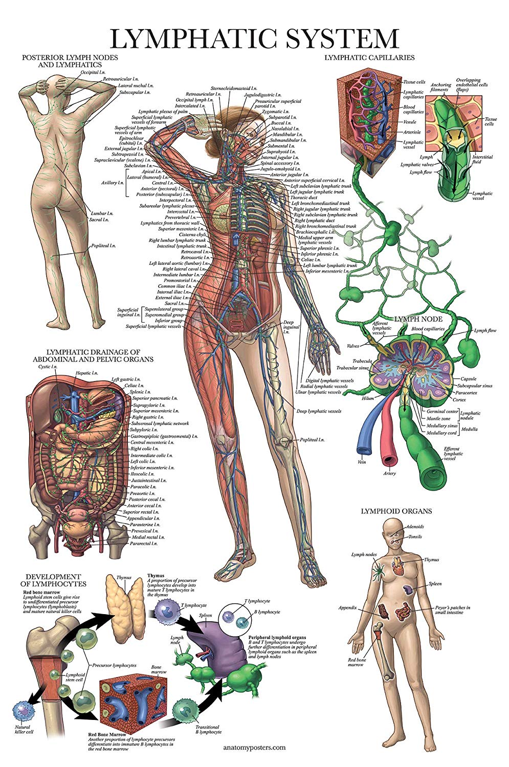 Lymphatic System