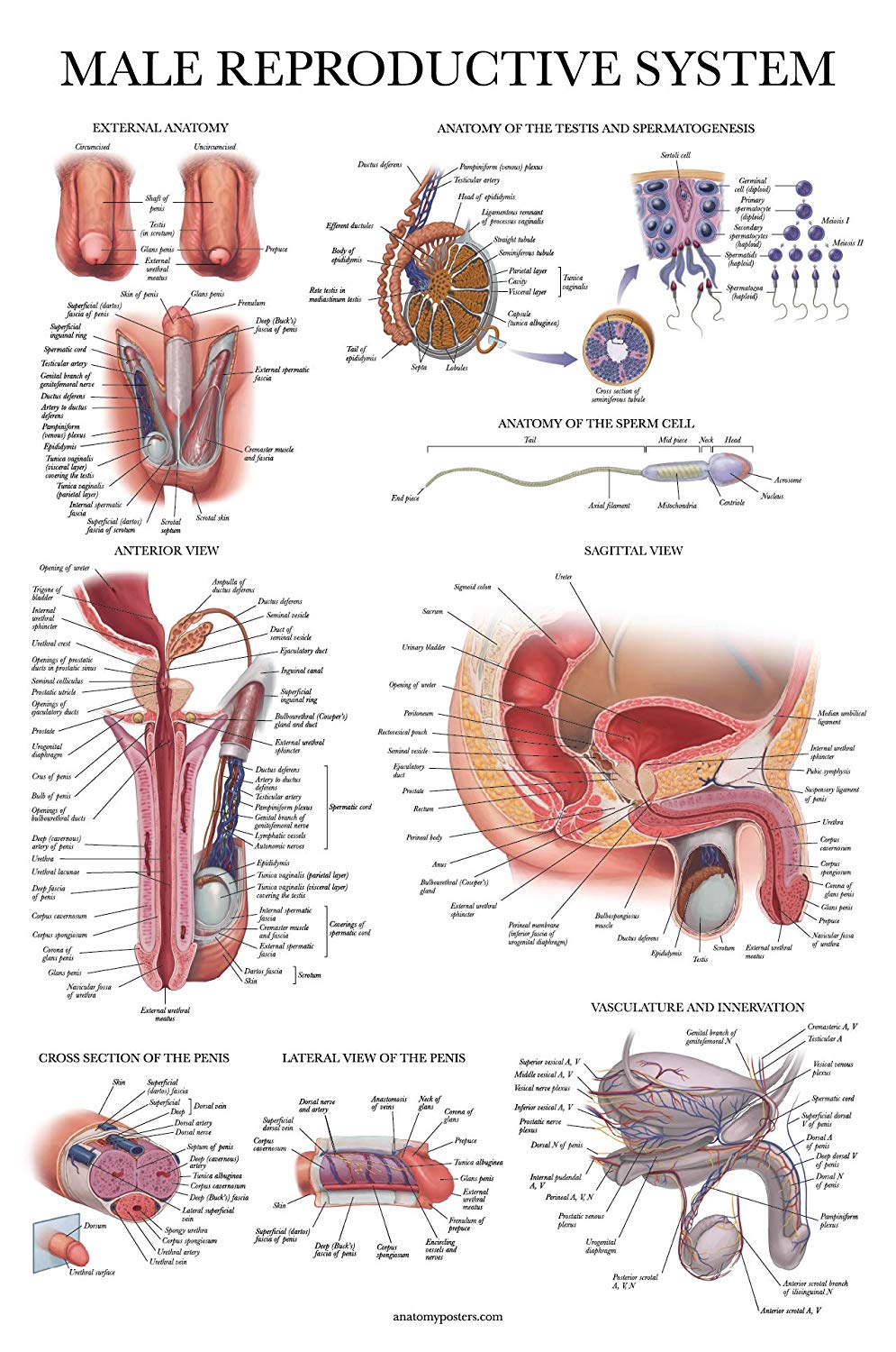 Male Reproductive System