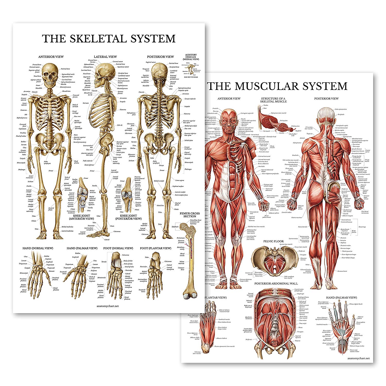 Muscular & Skeletal Joint