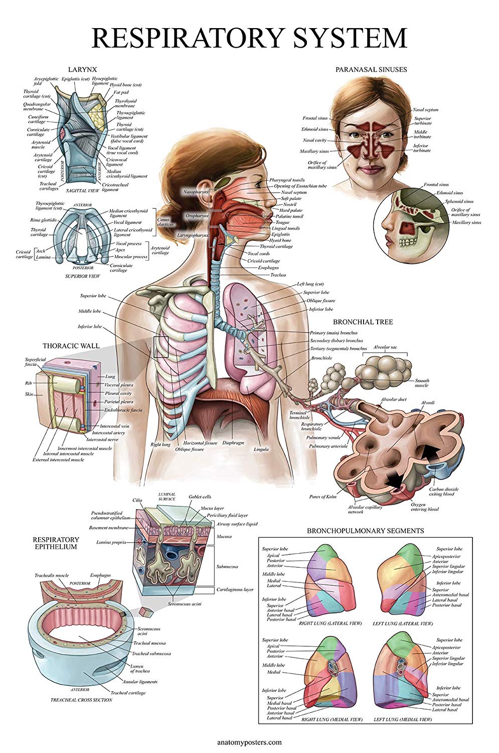 Respiratory System