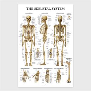 The Skeletal System